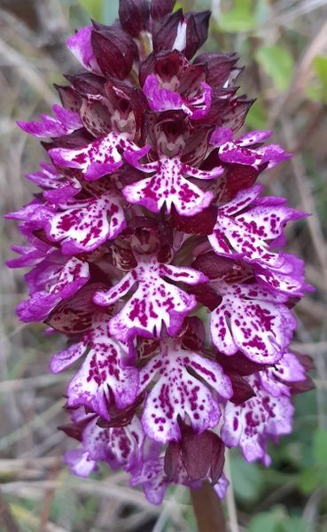 Des orchidées sauvages en Pays de Gervanne