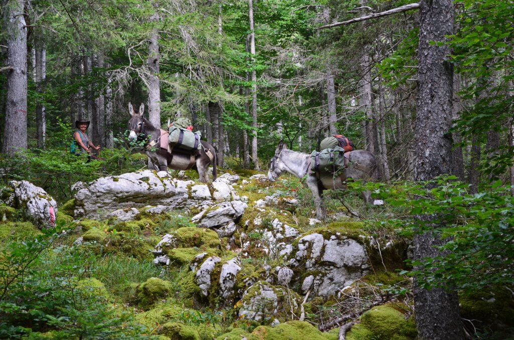 une randonnée itinérante avec les ânes sur le Massif du Vercors - A fleur d'âne