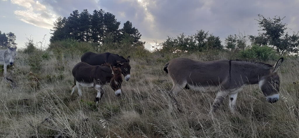 les ânes arrivent