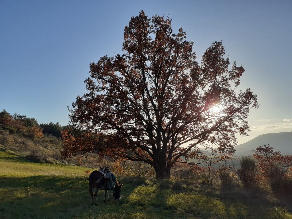 fin de journée en Vercors Méridional - A fleur d'âne