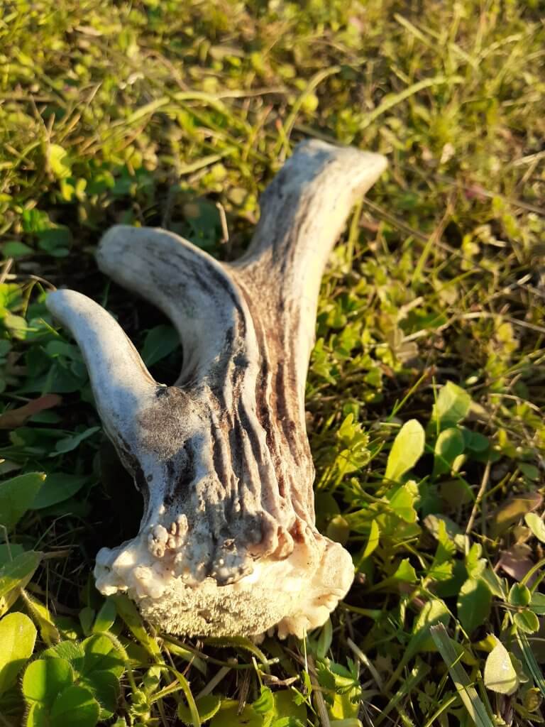 bois de chevreuil perdu au coeur de la prairie - A fleur d'âne