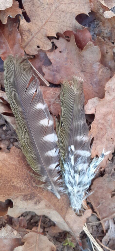 plumes de pic vert au sol - A fleur d'âne