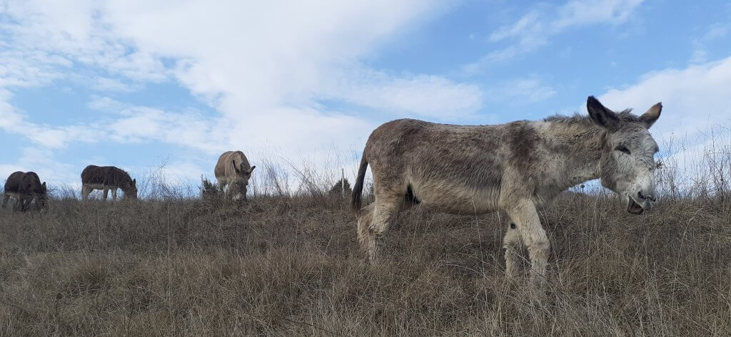 les ânes broutent encore l'herbe en prairie