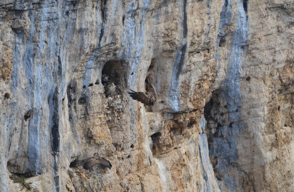 la colonie de vautours fauves bien installés dans les falaises - A fleur d'âne