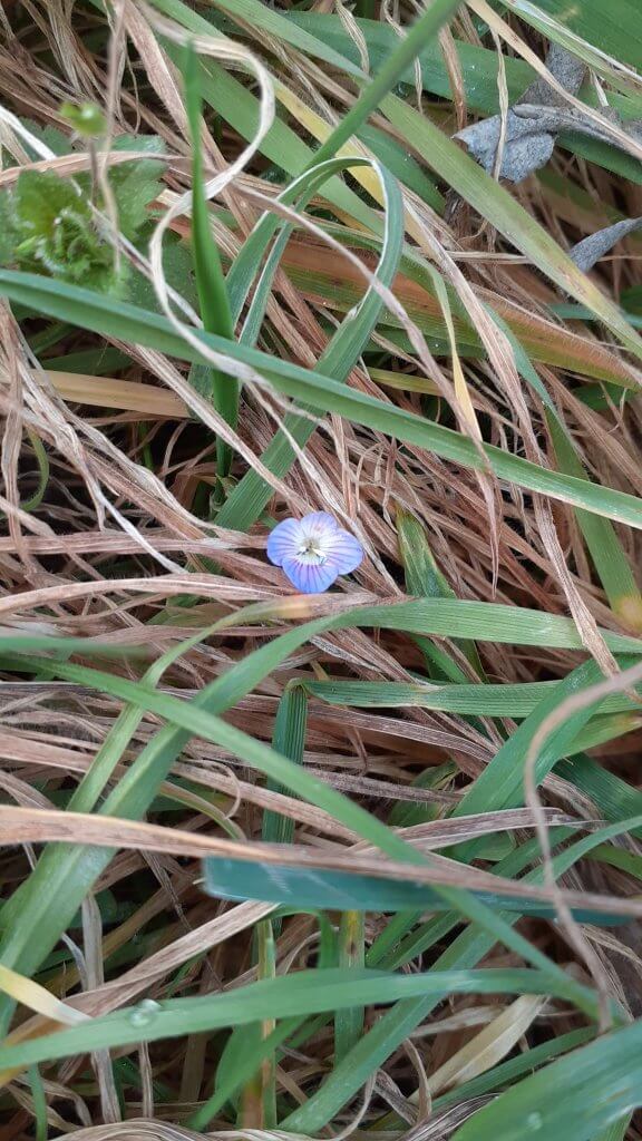 veronique-gervanne-fevrier première petite plante en fleur : la Véronique - A fleur d'âne