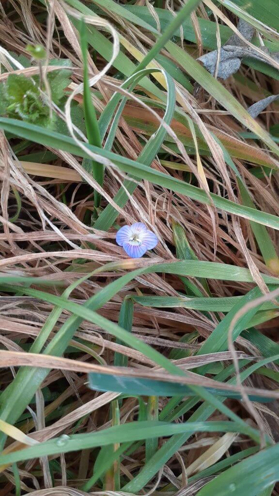 première petite plante en fleur : la Véronique - A fleur d'âne