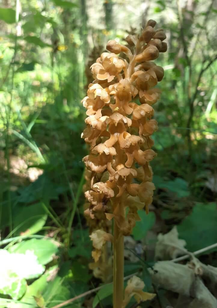 neottie-nid-d-oiseau-randoane orchidée néottie nid-d'oiseau - A fleur d'âne