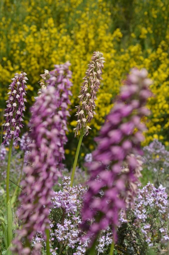 orchidee-sauvage-rando-ane orchiées sauvages, rares et si belles - A fleur d'âne