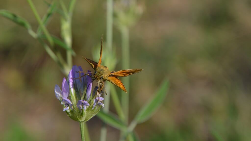 papillon-rando-ane papillon en chemin - à fleur d'âne