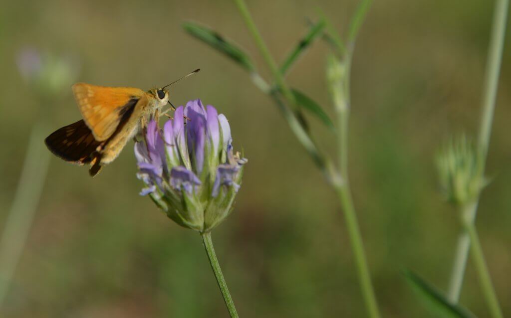 papillon-rando-ane papillon en chemin - à fleur d'âne