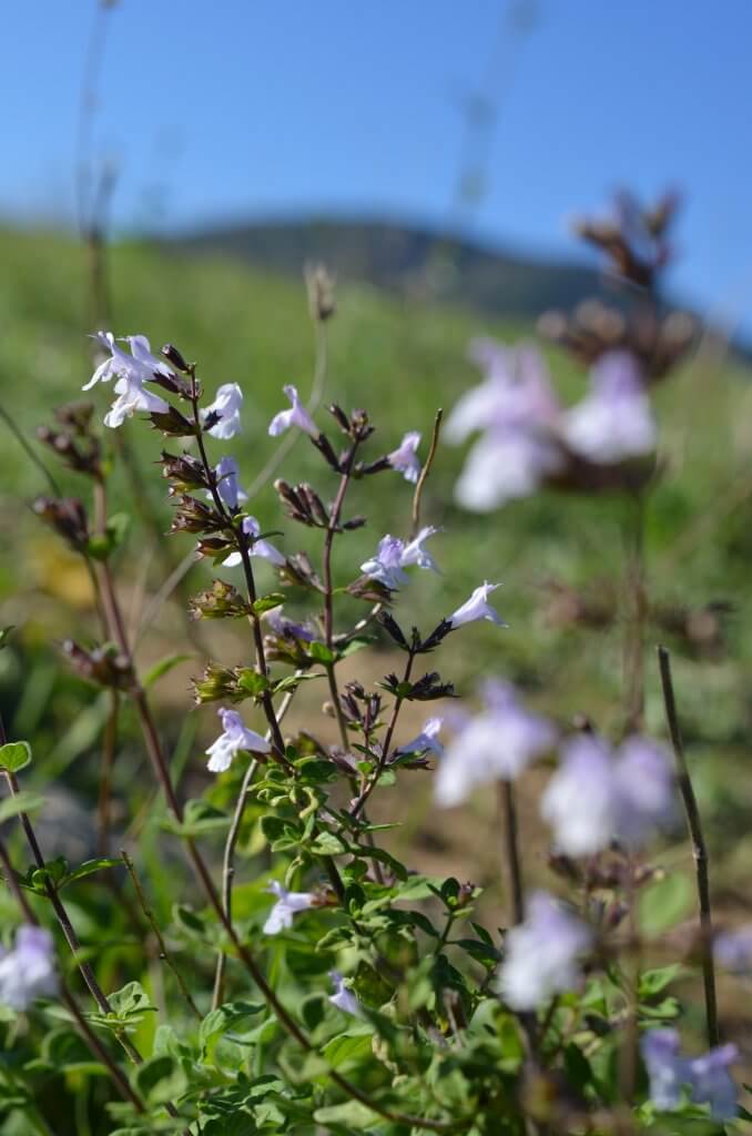 calament, plante sauvage - à fleur d'âne