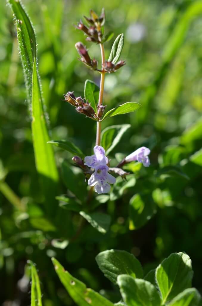 fleur de calament - à fleur d'âne
