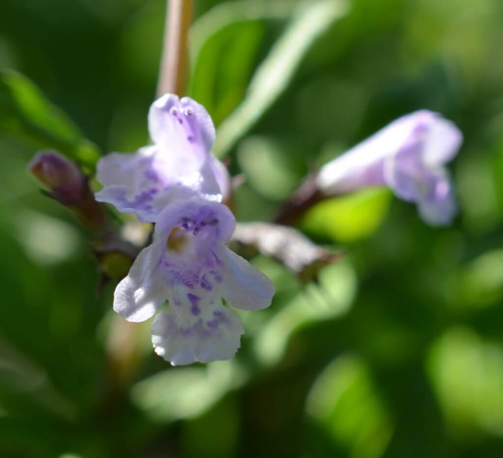 fleur de calament de plus près - à fleur d'âne