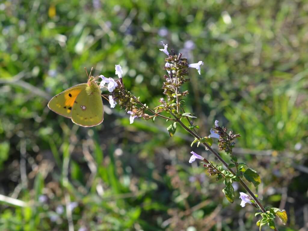 un papillon entrain de butiner une fleur de calament - à fleur d'âne