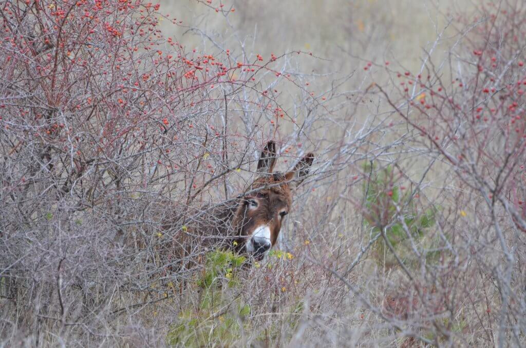ane-prairie Ulcie émerge des broussailles ! à fleur d'âne