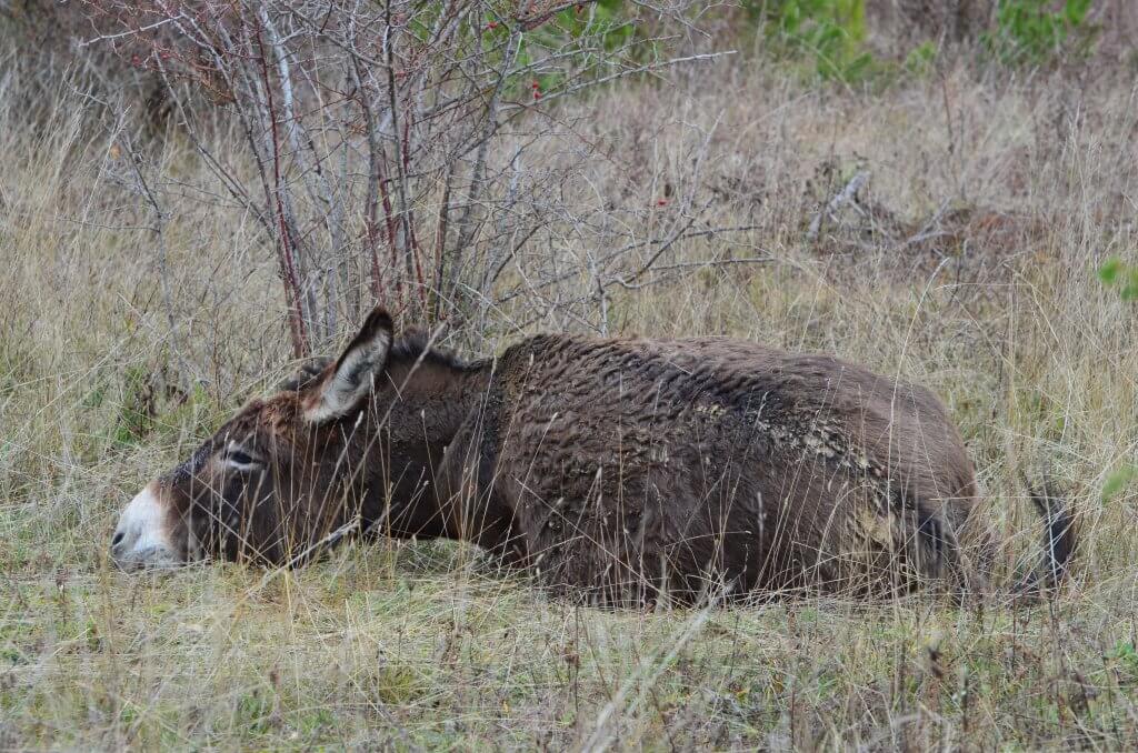 detente-ane-baignoire Hunka se détend dans sa baignoire !! à fleur d'âne
