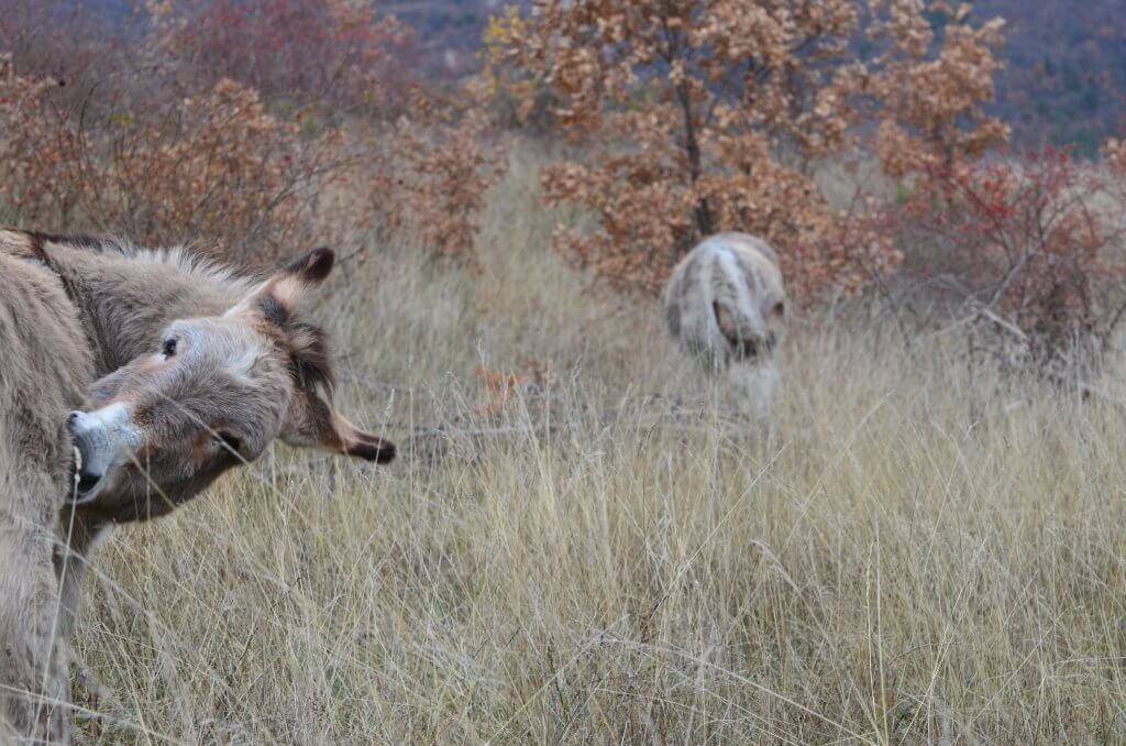 ane-tendresse Elvis se grattouille et viendra partager un moment de tendresse - à fleur d'âne