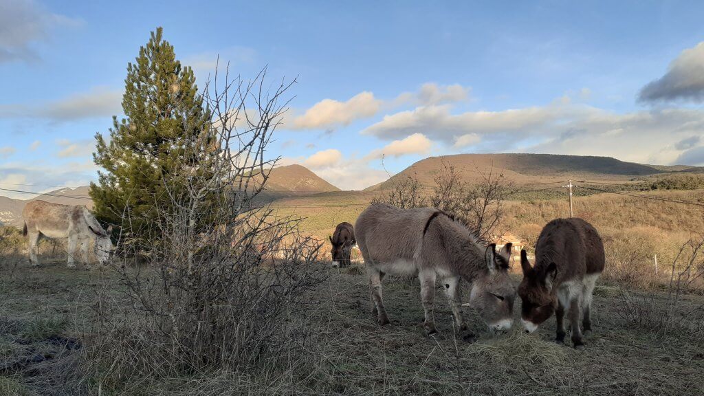 ane-afleurdane le foin du soir pour les ânes - à fleur d'âne