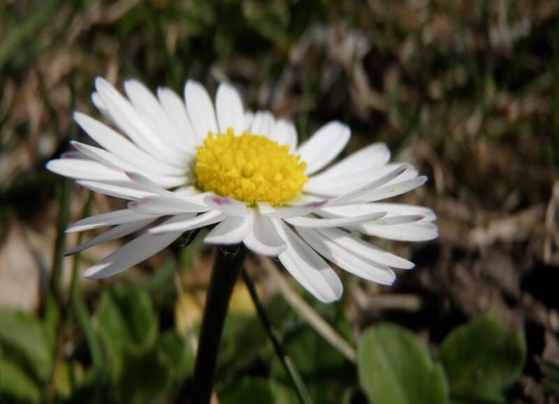 paquerette pâquerette
