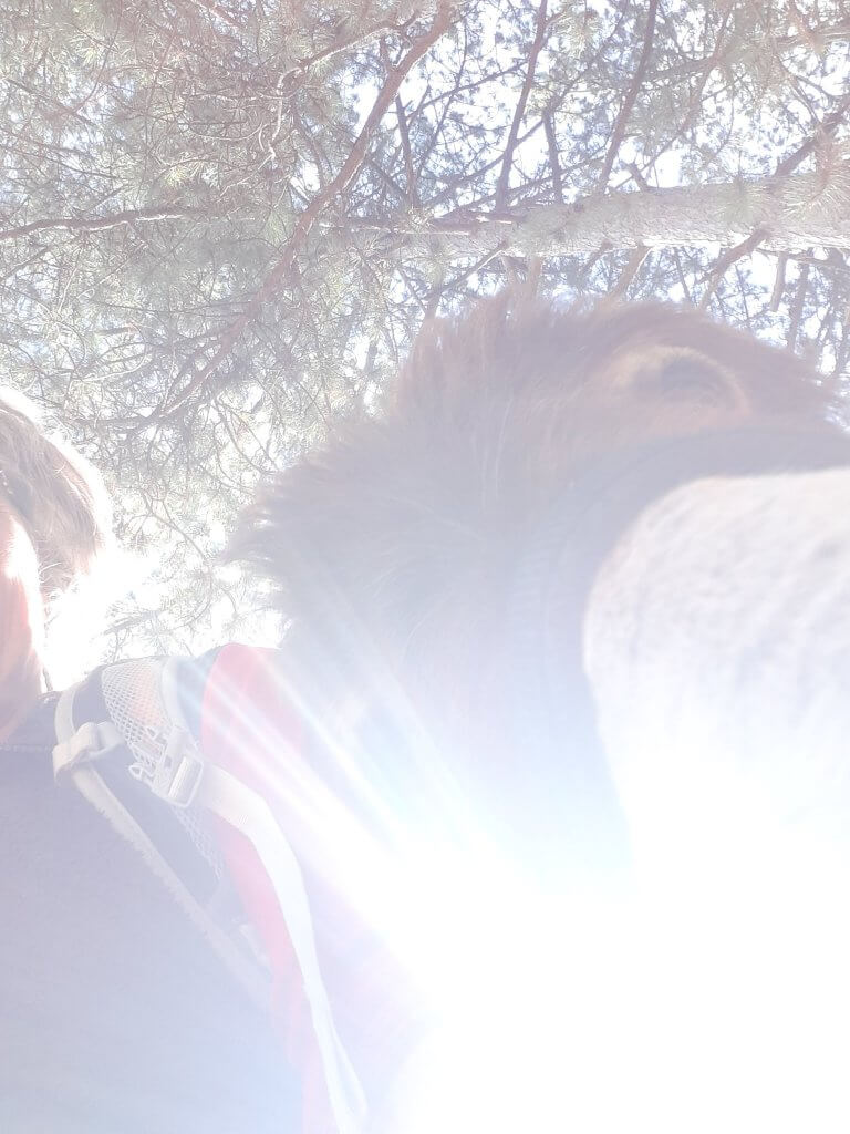 rando-ane-soleil-drome un éclatant soleil aujourd'hui en randoâne - à fleur d'âne