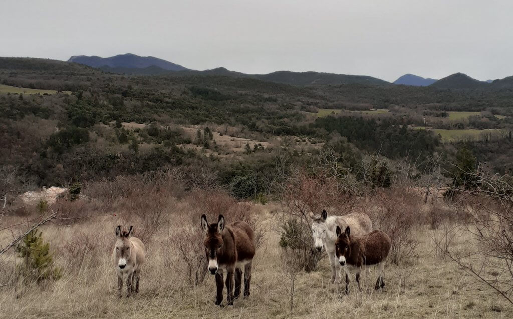 troupeau-ane-afleurdane le troupeau d'ânes de A fleur d'âne