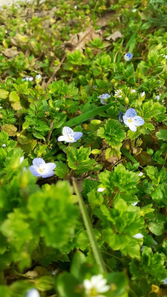 veronique-fleur un tapis de véronique - à fleur d'âne
