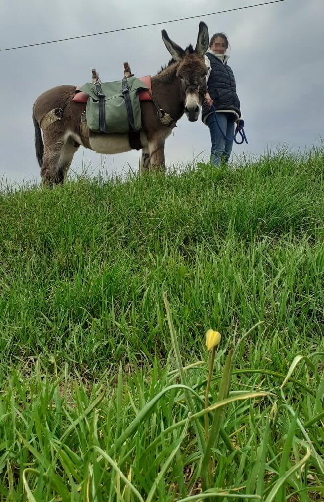 une randonnée avec Hunka - à fleur d'âne
