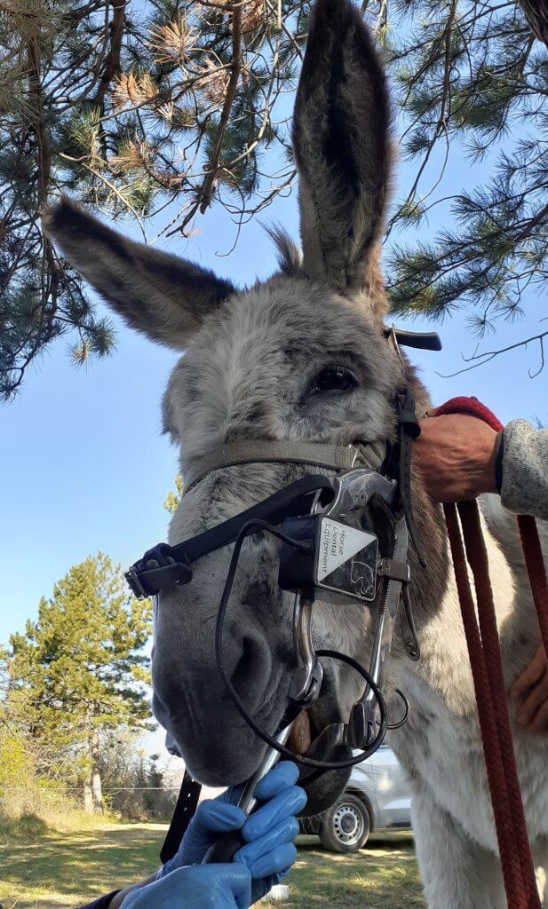 visite du dentiste équin - à fleur d'âne