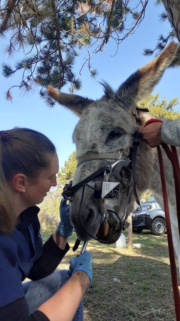 la visite du dentiste équin - à fleur d'âne