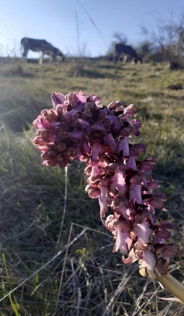 orchis géant, la 1ère orchidée sauvage à fleurir - à fleur d'âne