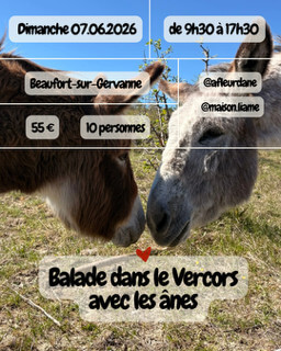 balade avec les ânes dans le Vercors