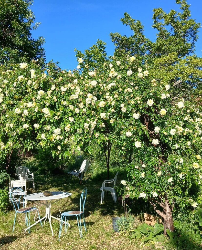 la tonnelle au jardin - à fleur d'âne