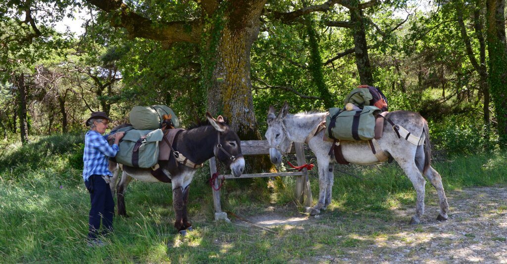un voyage à pied avec les ânes - à fleur d'âne