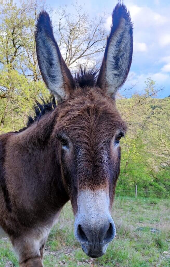 Hunka notre âne qui vous attend pour une randoâne contée - à fleur d'âne