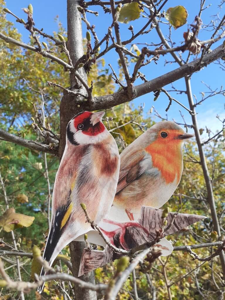 découvrez la vie du Rouge-Gorge et du Chardonnerat Elégant en randoâne contée - à fleur d'âne